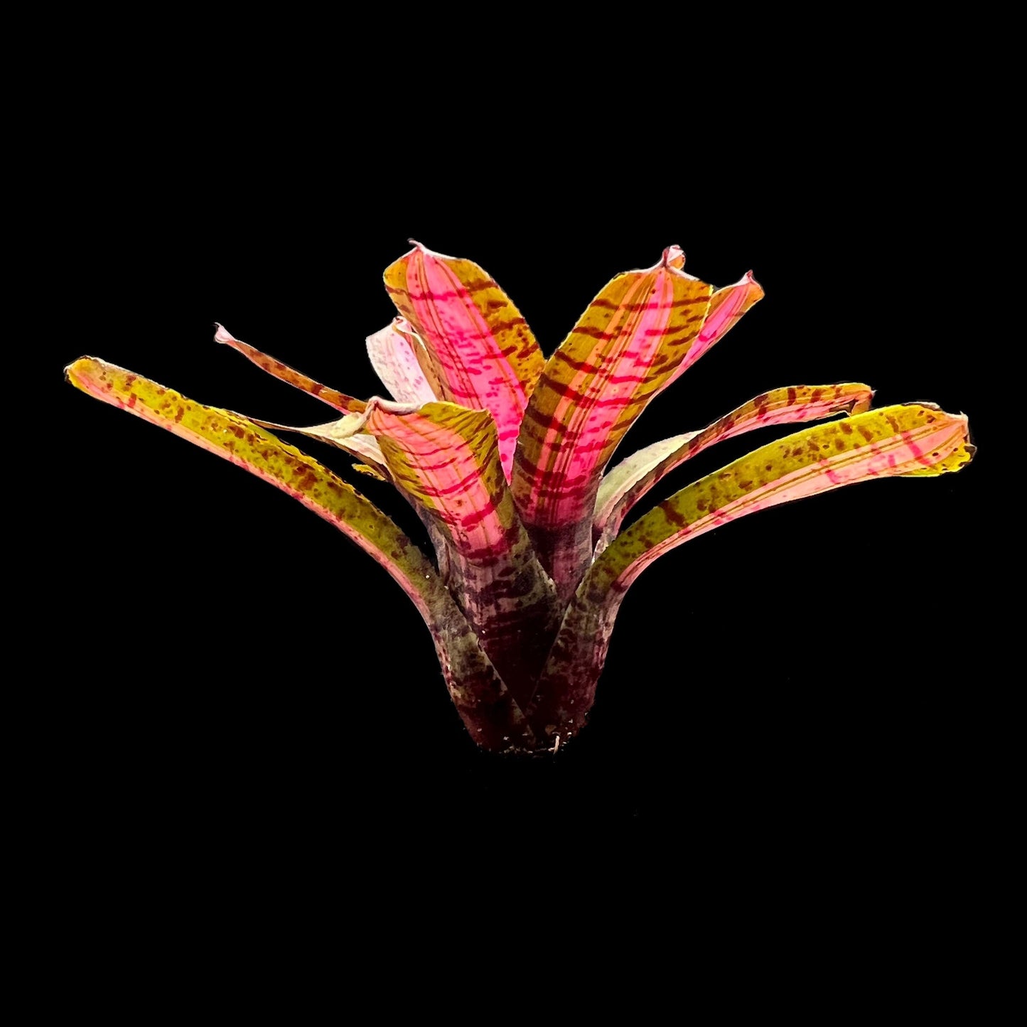 Neoregelia UFO