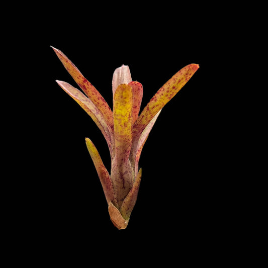 Neoregelia Pauciflora X Granada X Punctatissima