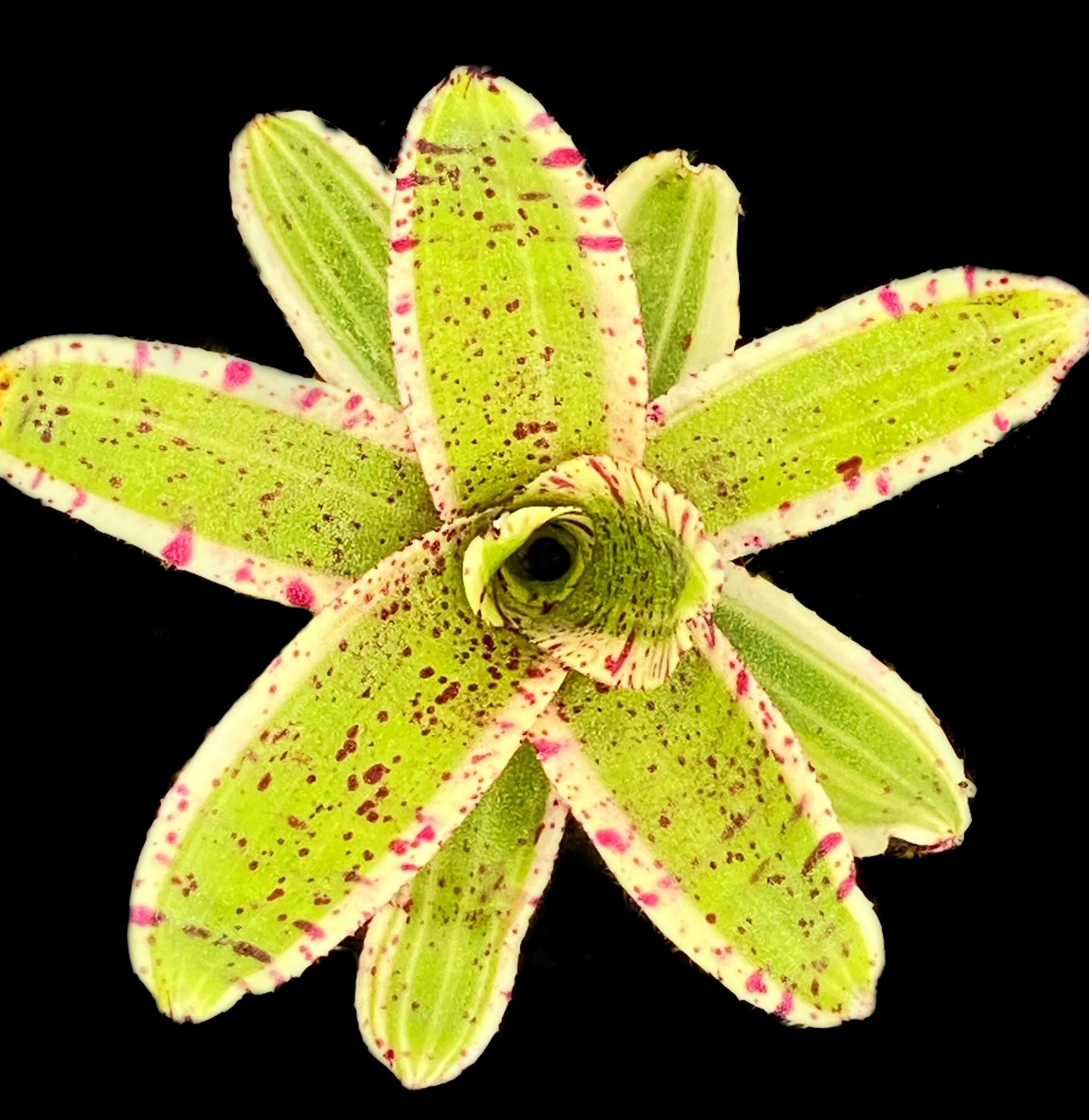 Micro Bromeliad Pack