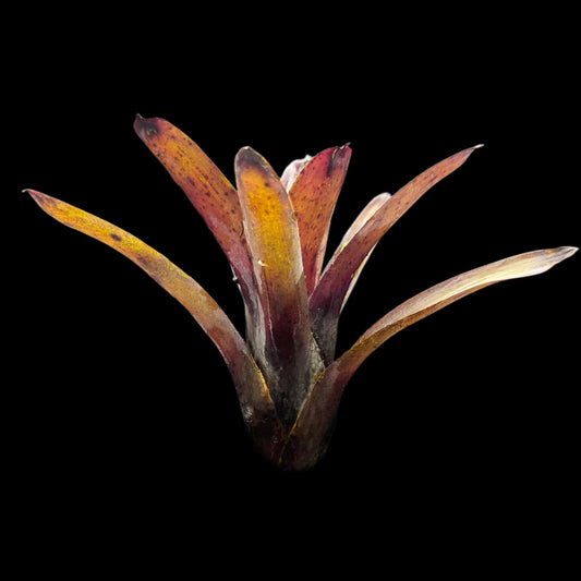Neoregelia Tar Baby