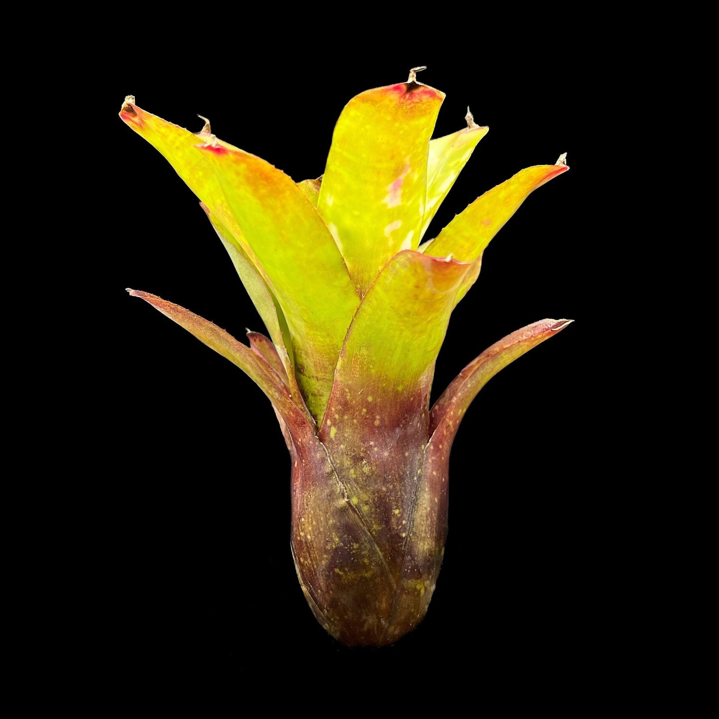Neoregelia Marble Throat