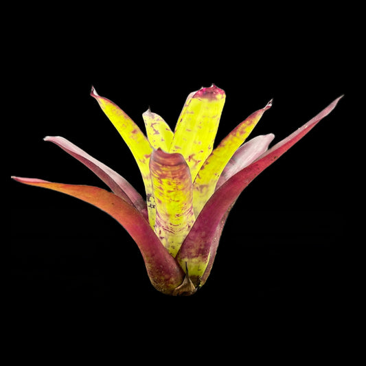 Neoregelia Kryptonite