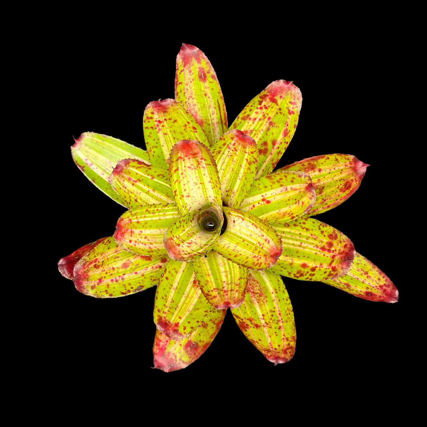 Neoregelia Chili Verde