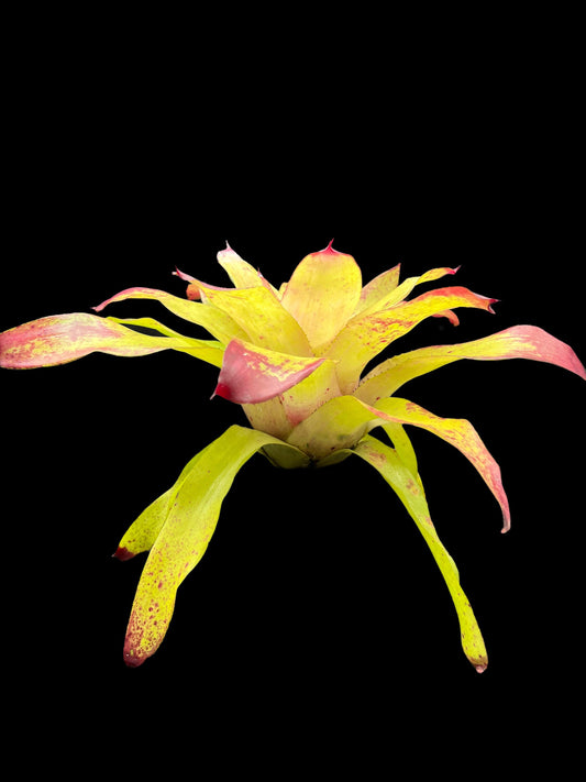 Neoregelia Tossed Salad