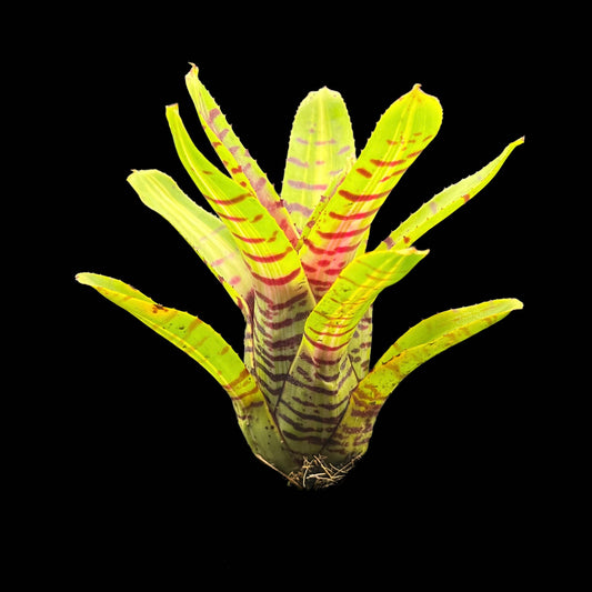 Neoregelia Half Pint