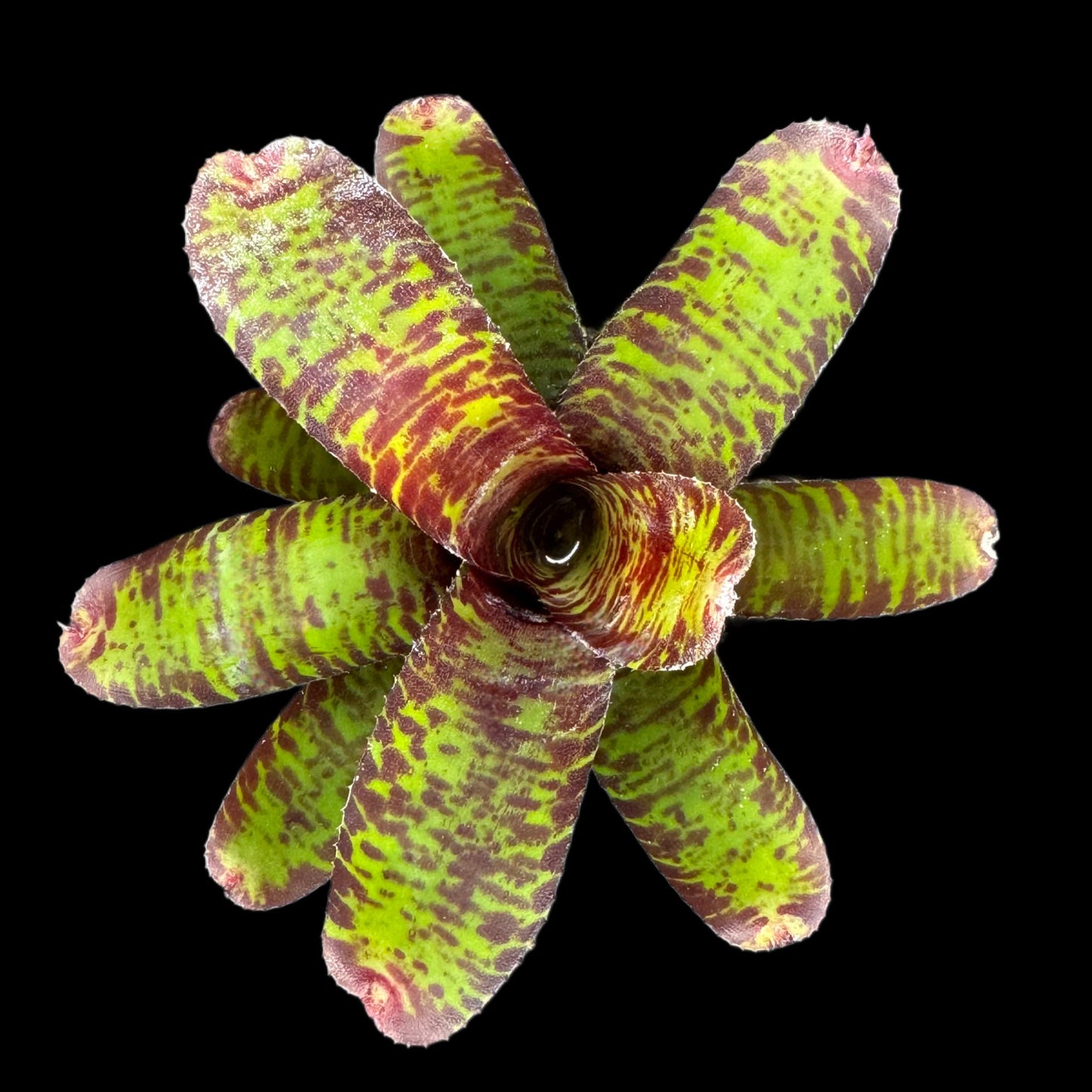 Neoregelia Licorice Twist