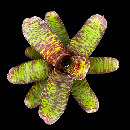 Neoregelia Licorice Twist