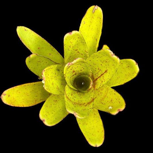 Neoregelia Candelabra