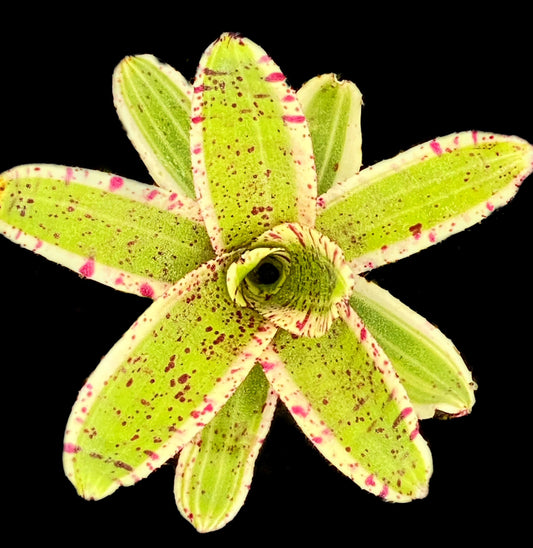 Neoregelia Gizmo