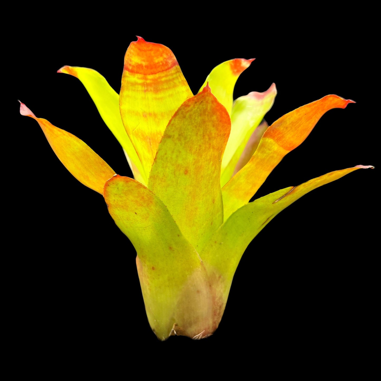 Neoregelia Hawaii