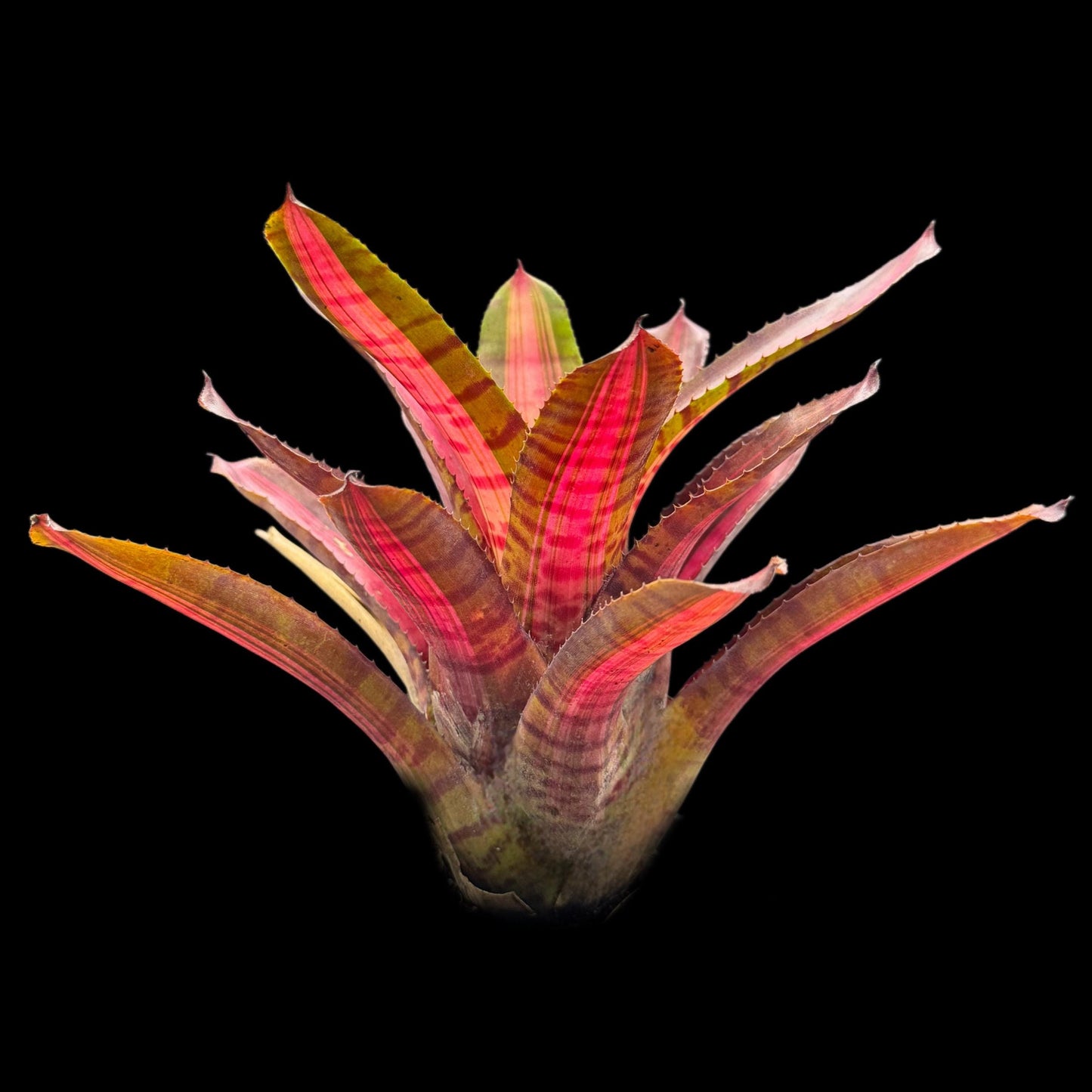 Neoregelia Bold Zebra