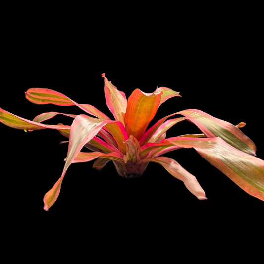 Neoregelia Roots and Roots (Albo)