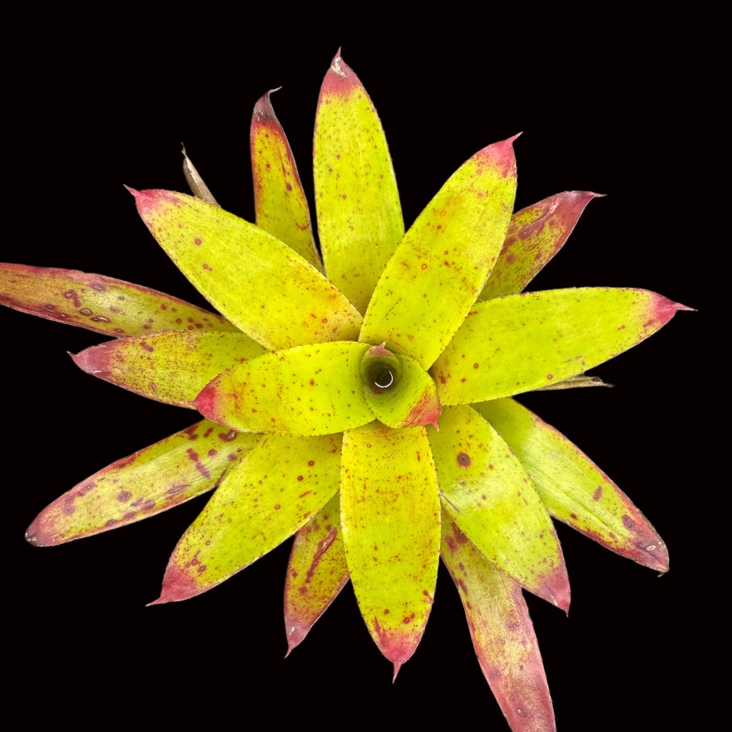 Neoregelia Redneck