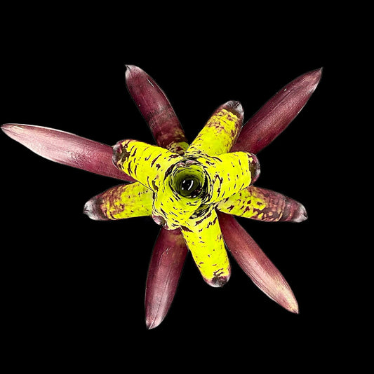 Neoregelia Kryptonite