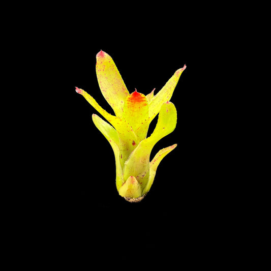 Neoregelia Indecora