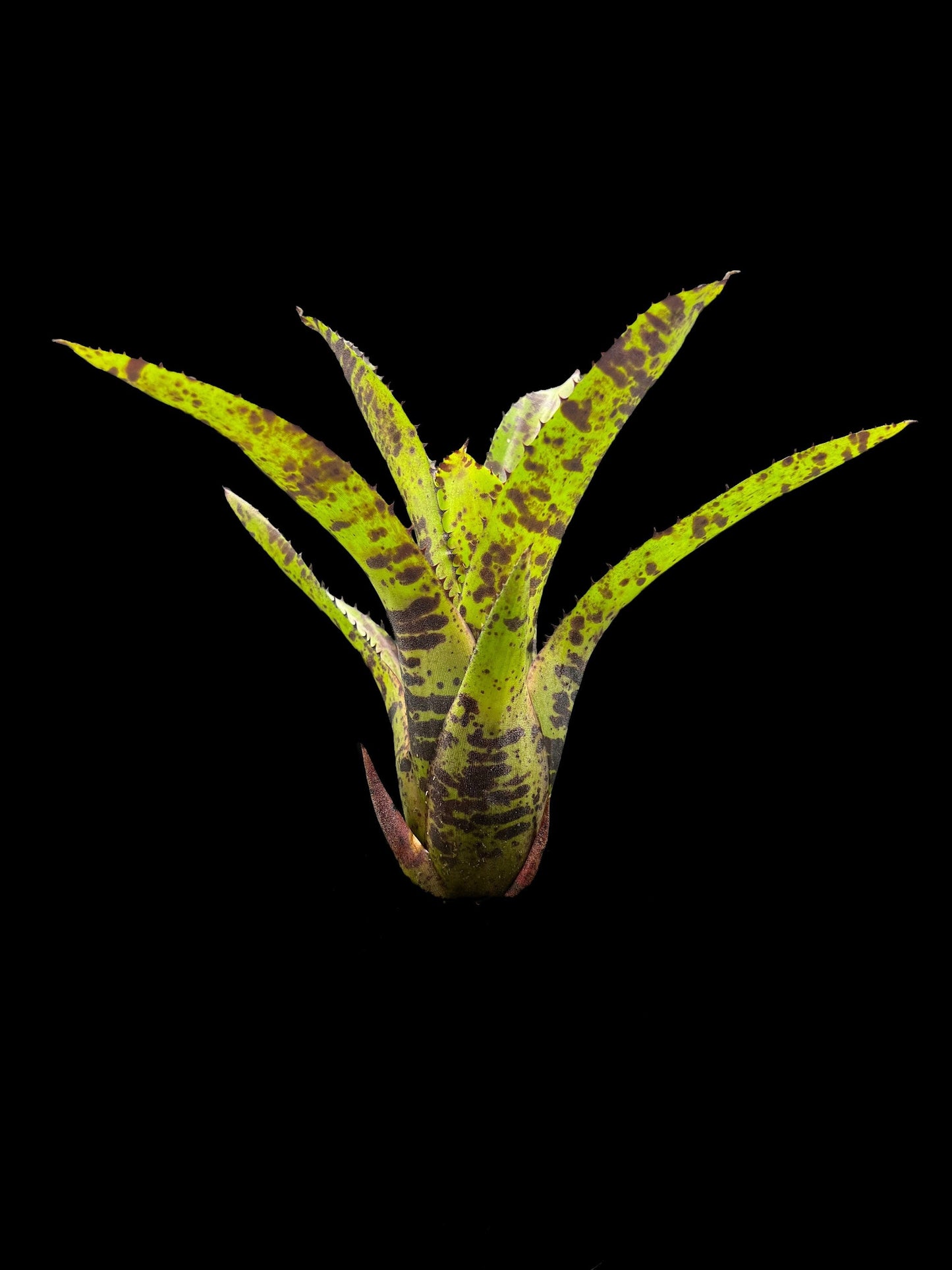 Neoregelia Hot Wire
