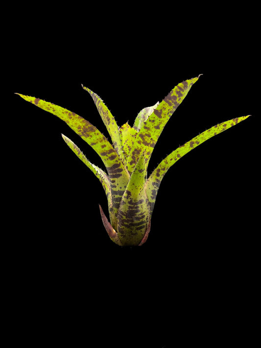 Neoregelia Hot Wire