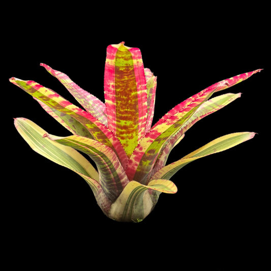Neoregelia Captain Moxley