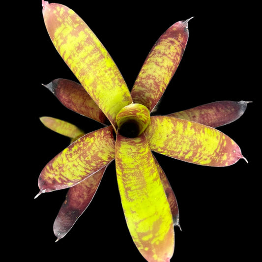 Neoregelia Doodlebug