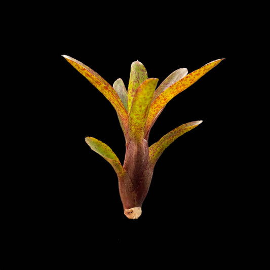 Neoregelia Red Measles