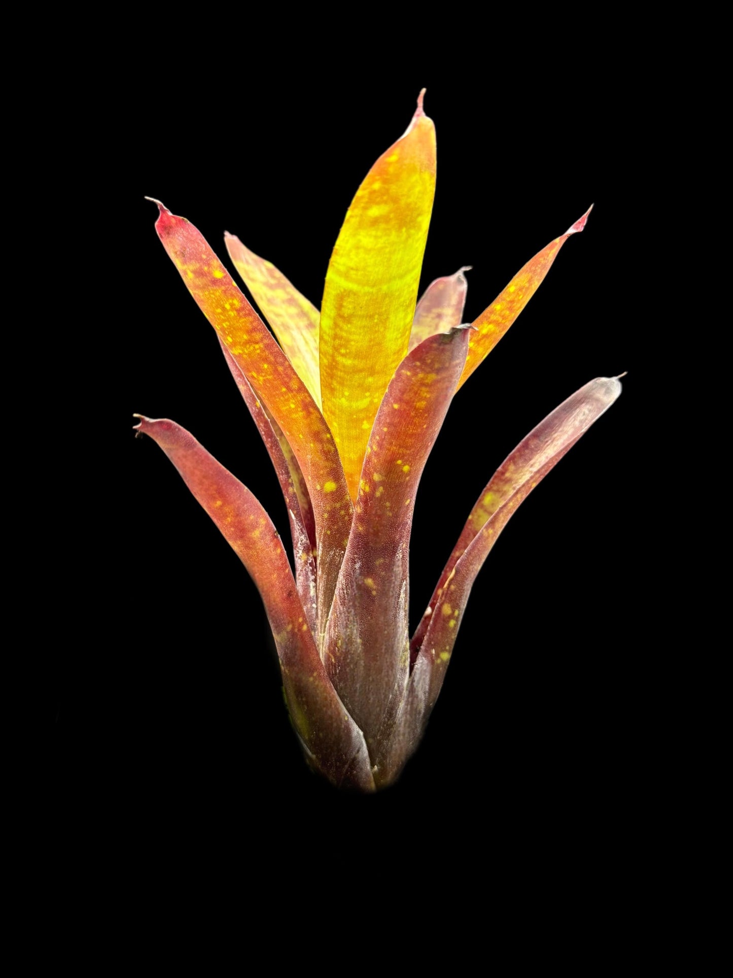 Neoregelia Doodlebug