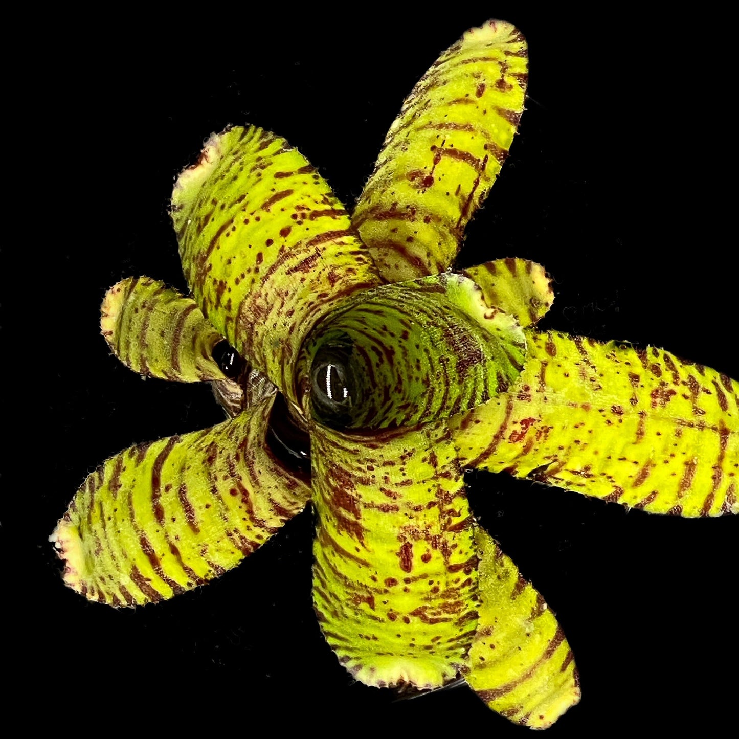 Neoregelia Ampullacea (Green)
