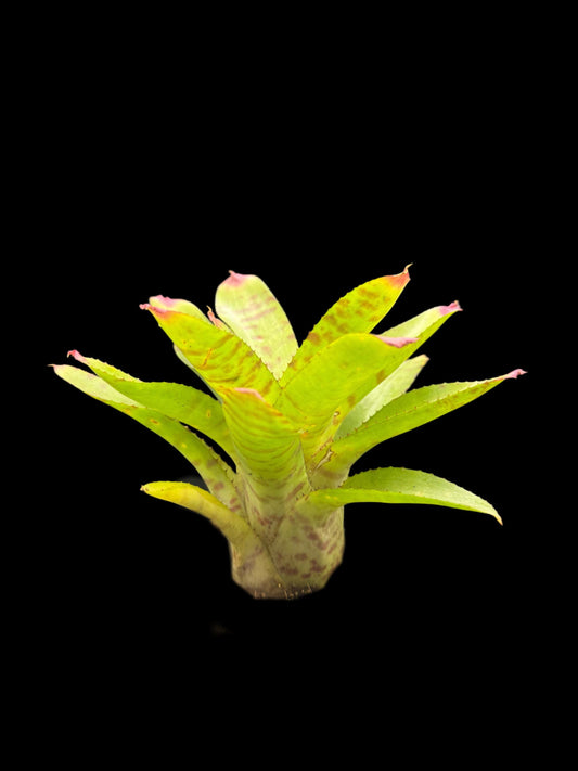 Neoregelia Green Hornet