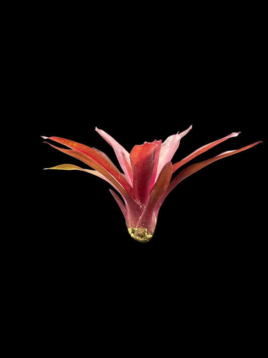 Neoregelia Pauciflora x Granada