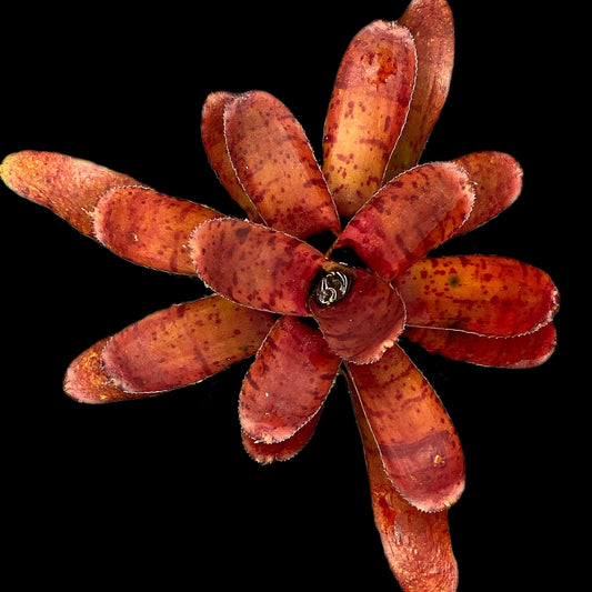 Neoregelia Punctatissima Rubra