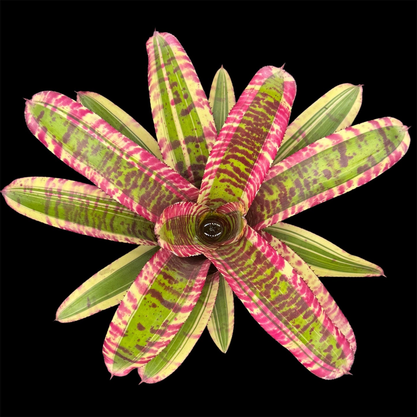 Neoregelia Captain Moxley