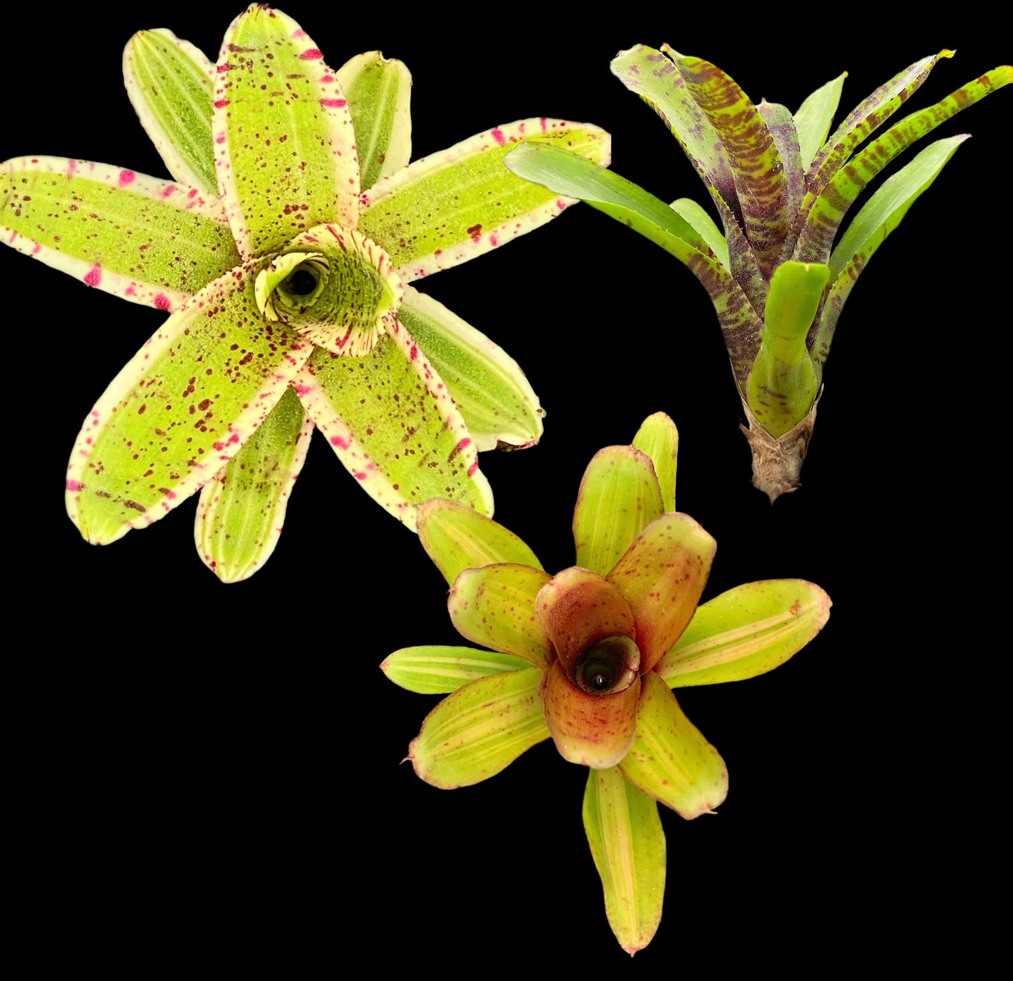 Micro Bromeliad Pack