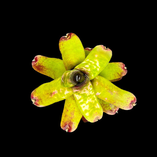 Neoregelia Marble Throat