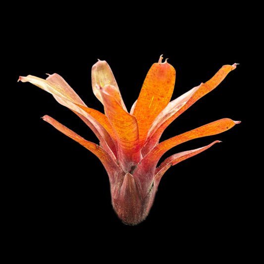 Neoregelia Twizzler