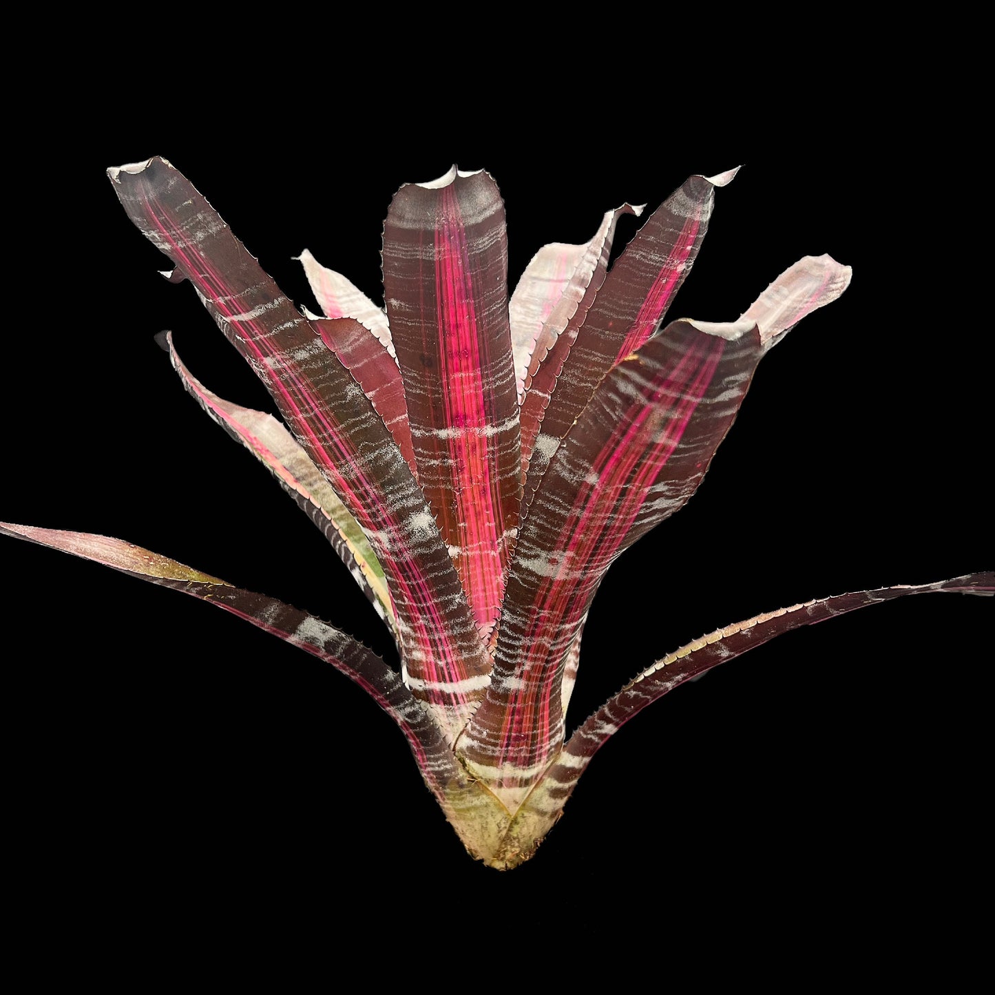 Aechmea Roberto Menescal