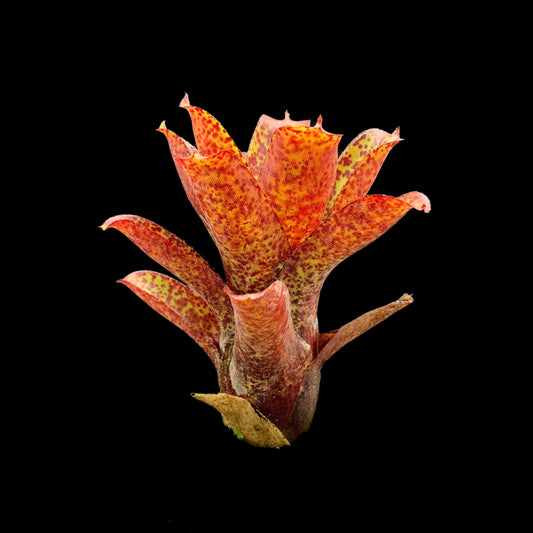 Neoregelia Mo Peppa Please