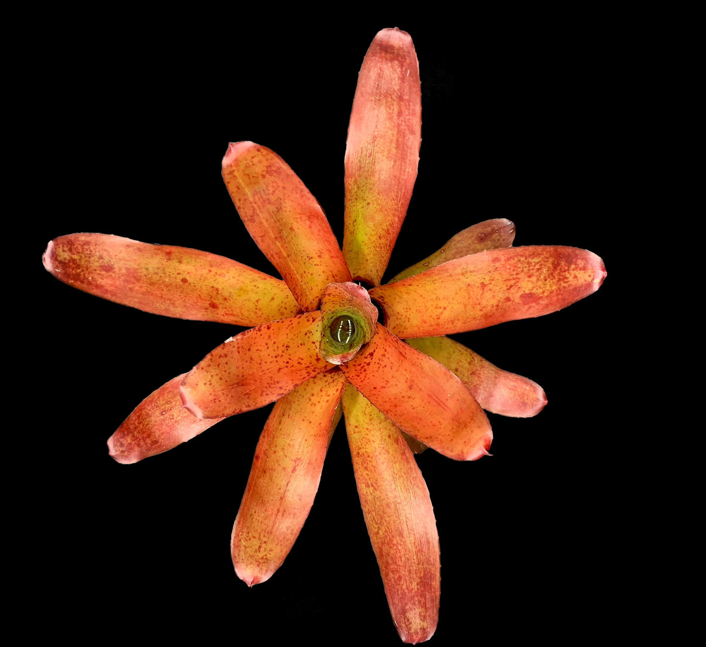 Neoregelia Brazil