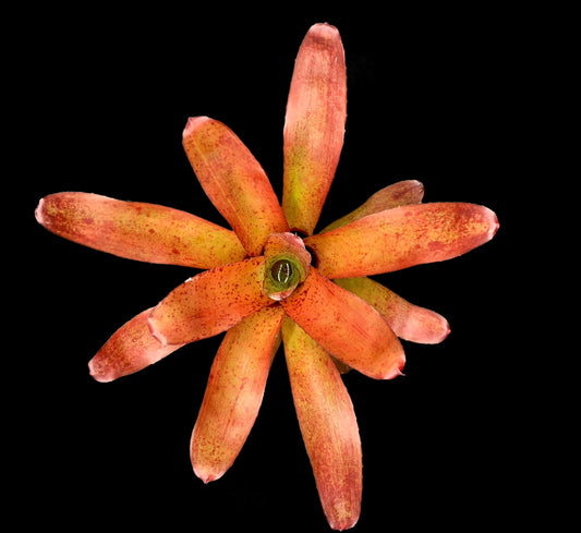 Neoregelia Brazil