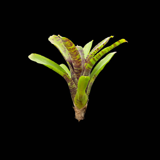Neoregelia Kit Kat