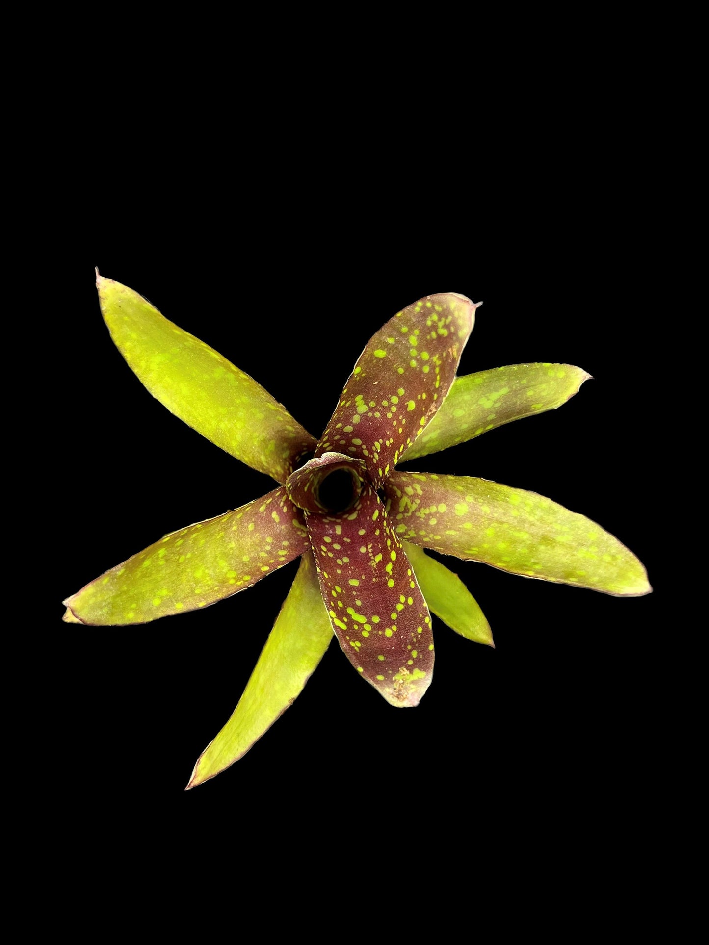 Neoregelia Wicked