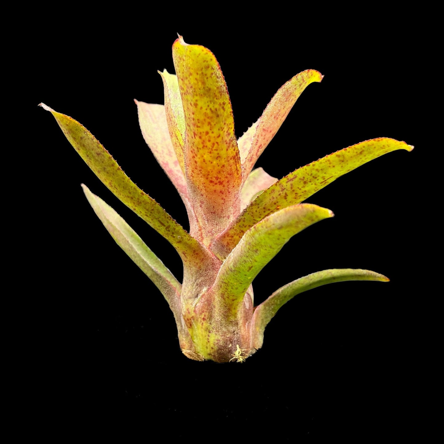 Neoregelia Bob Read