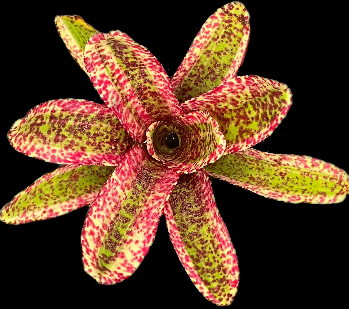 Neoregelia Heat Rash