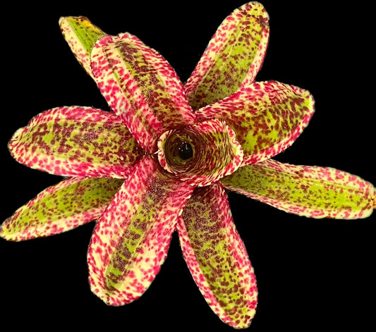 Neoregelia Heat Rash