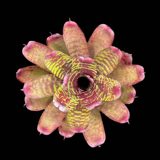 Neoregelia Golden Pheasant