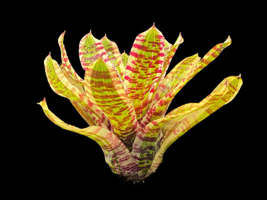 Neoregelia Wild Rabbit