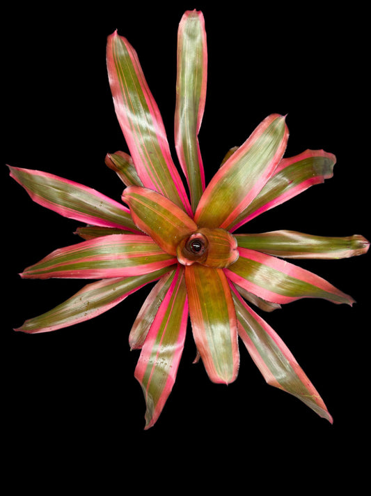 Neoregelia Roots and Roots (Albo)