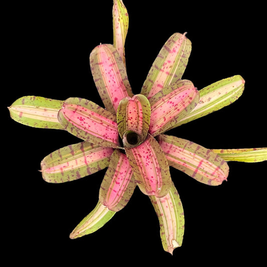 Neoregelia UFO