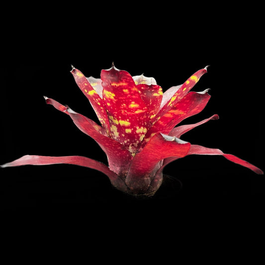 Neoregelia Green Eyes