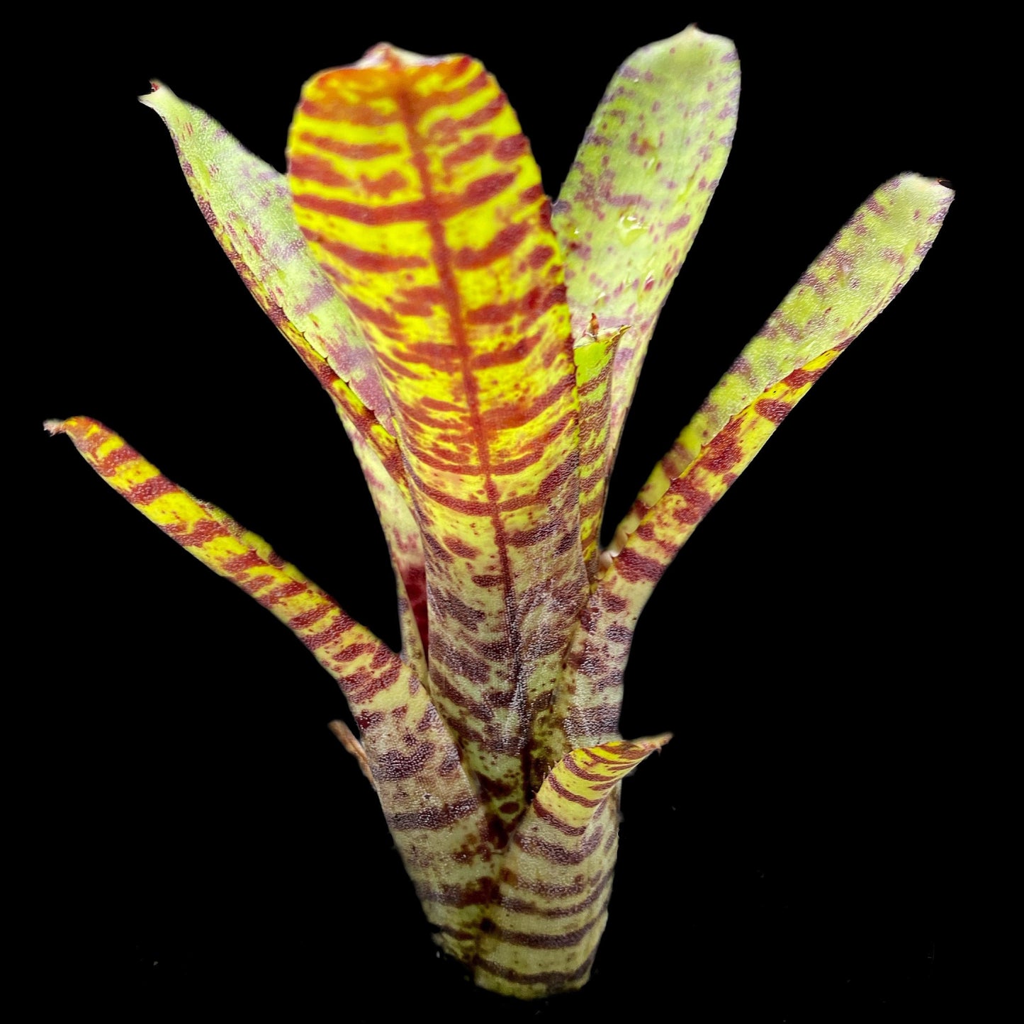Neoregelia Ampullacea (Green)