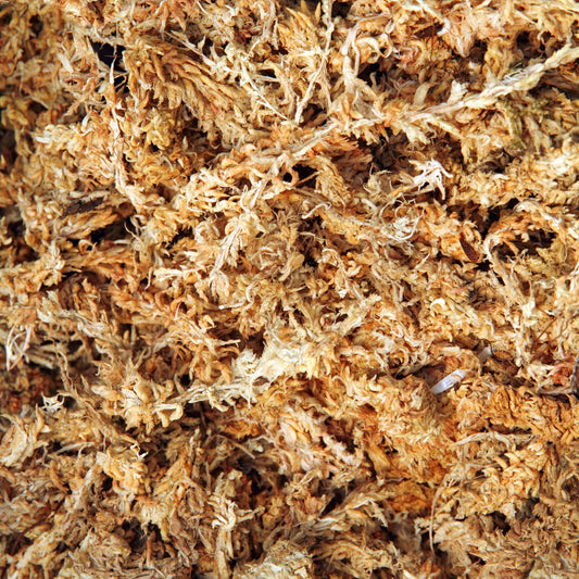 Sphagnum Moss