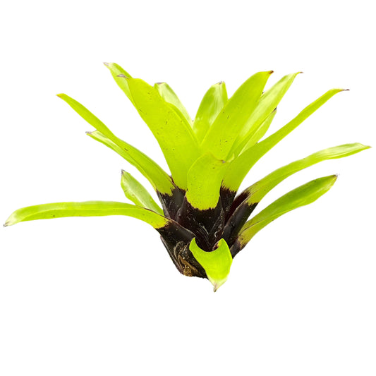 Vriesea Erythrodactylon